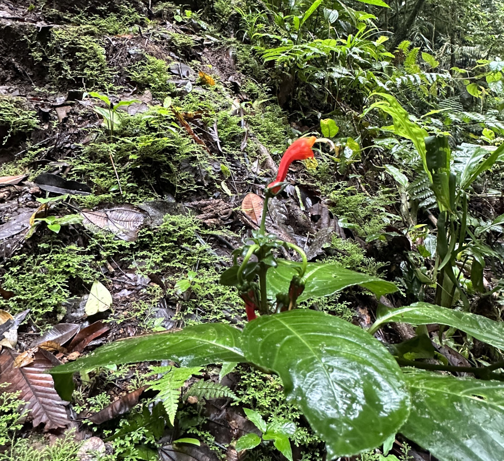 Costa Rica hike