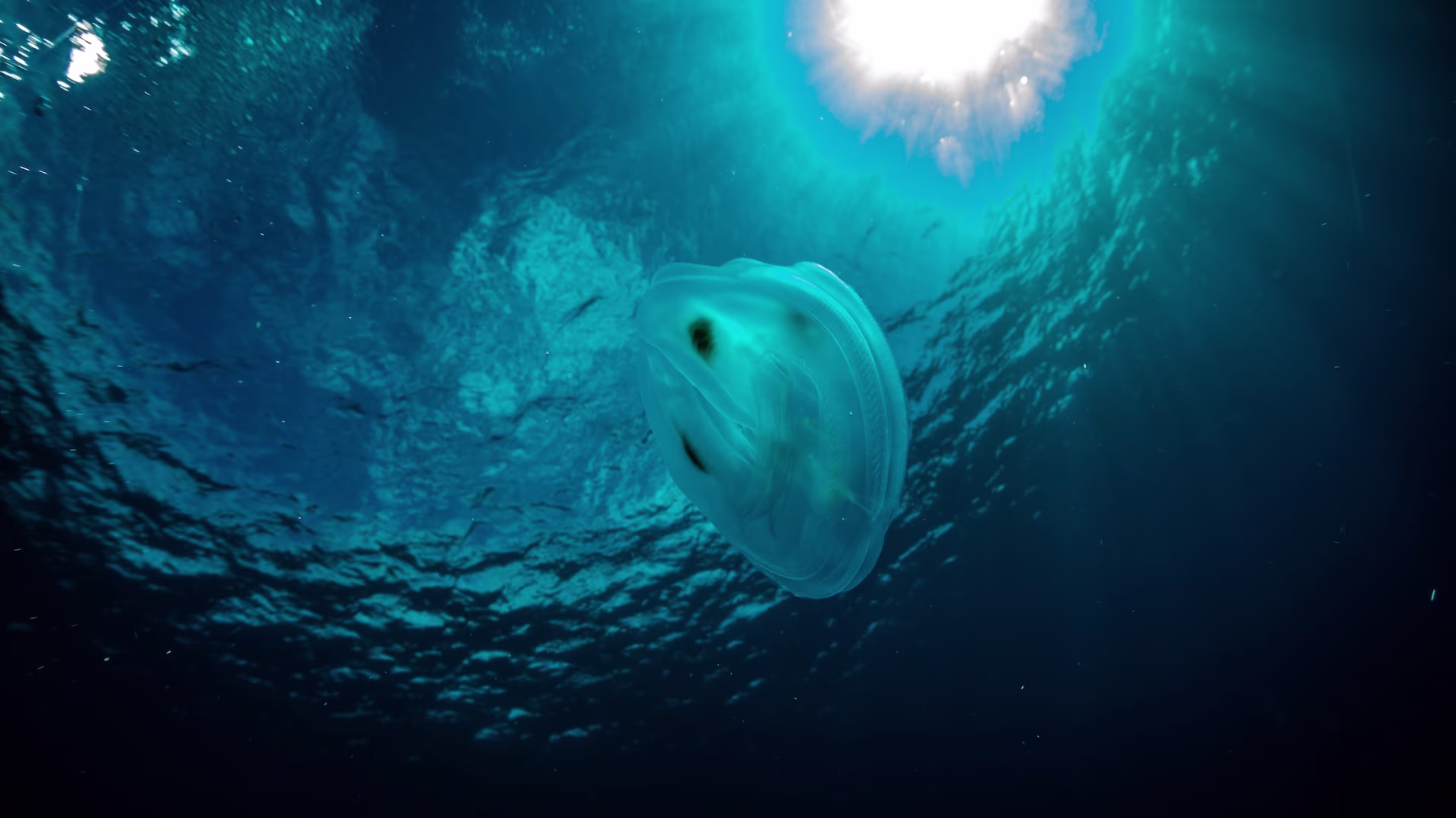 Dive Quest