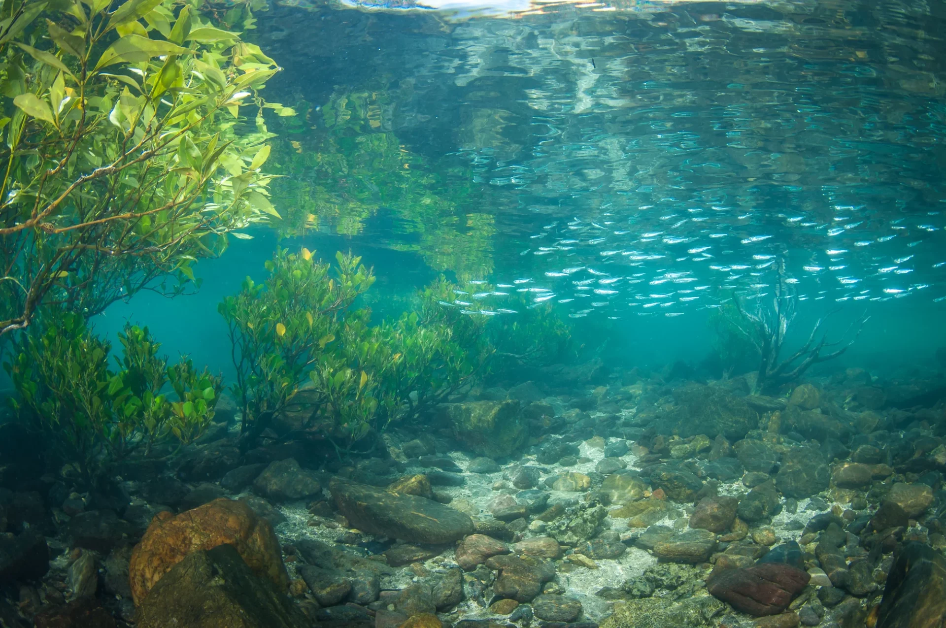 MangrovesSchoolOfFishMissionBeach_OAOIB_MattCurnock_110